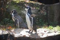 Imagine atasata: Zoo Berlin 0400.JPG